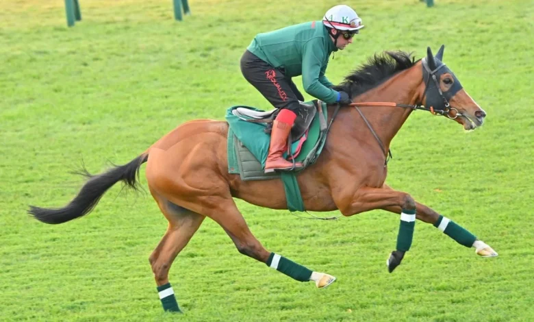 Calandagan, world's top-rated horse, takes on 3 Japanese Derby winners