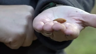 California farmers push back on Prop 50 as Democrats eye new House map