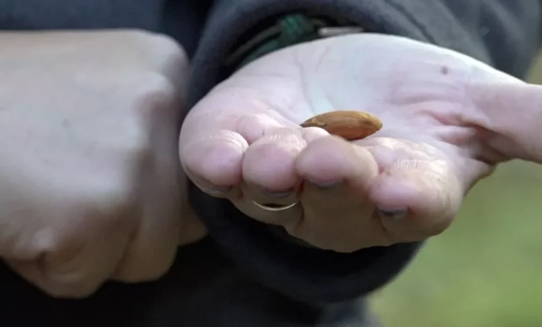 California farmers push back on Prop 50 as Democrats eye new House map