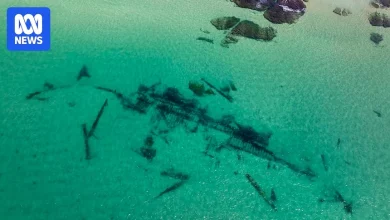 Century-old shipwreck re-emerges at popular Sydney beach