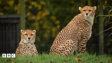 Chester Zoo: Cheetah cub brothers explore their new enclosure