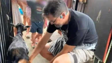 Child sex offender working in close proximity to children at south-east Queensland cafe and petting zoo