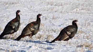 Chilly Thanksgiving in Twin Cities before weekend snowstorm hits southern Minnesota