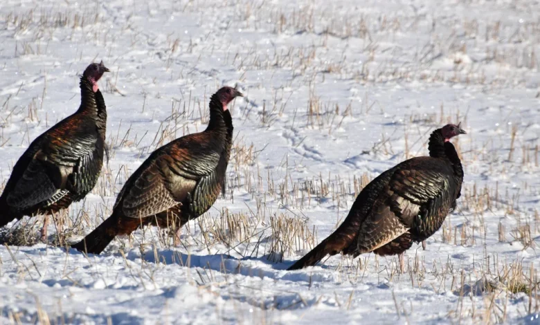 Chilly Thanksgiving in Twin Cities before weekend snowstorm hits southern Minnesota