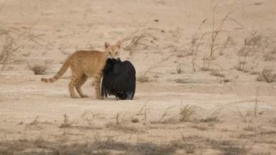Christmas Island on track to eradicate feral cat