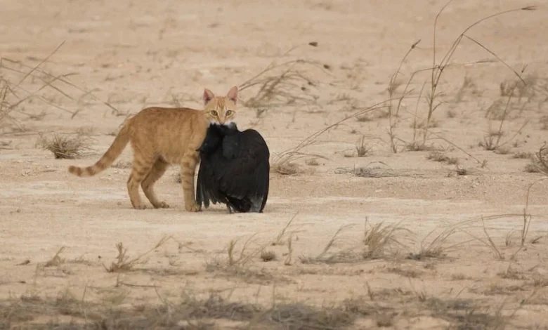 Christmas Island on track to eradicate feral cat