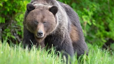 Colombie-Britannique | Une dizaine d’écoliers blessés dans une attaque de grizzli