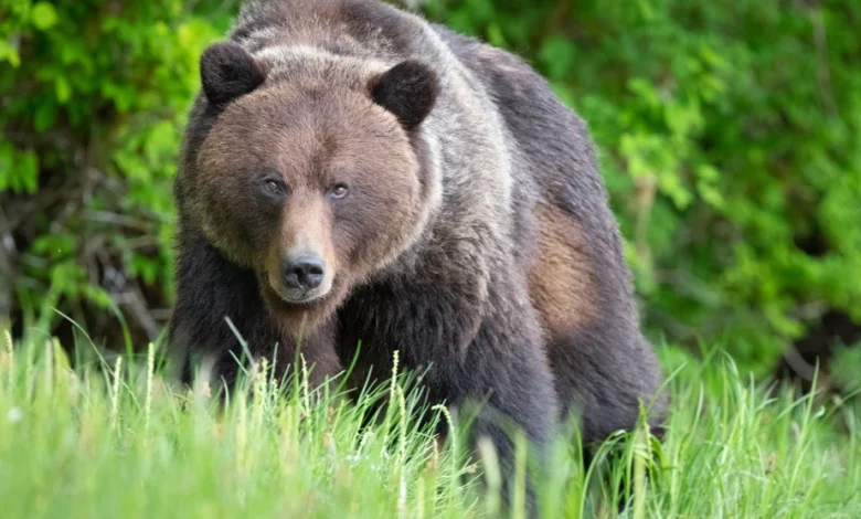 Colombie-Britannique | Une dizaine d’écoliers blessés dans une attaque de grizzli