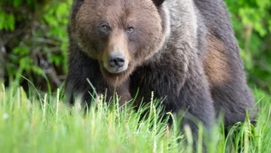 Colombie-Britannique | Une ourse et deux oursons pourraient être impliqués dans l’attaque