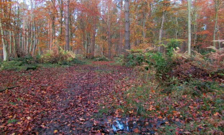 Continuing changeable but very mild through the weekend and next week