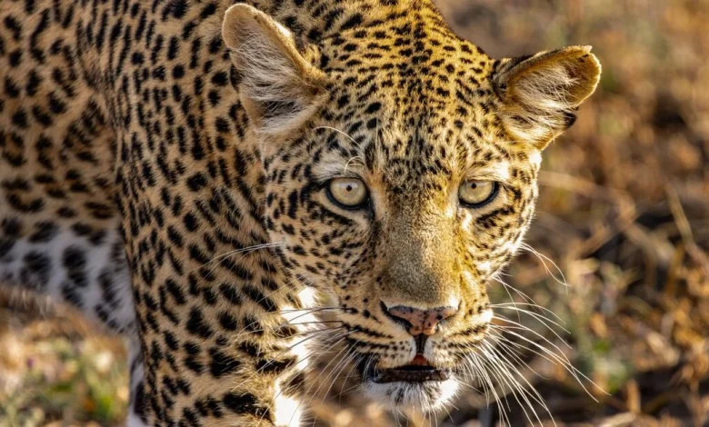 David Attenborough lifting Brits' mental health thanks to new BBC show Kingdon