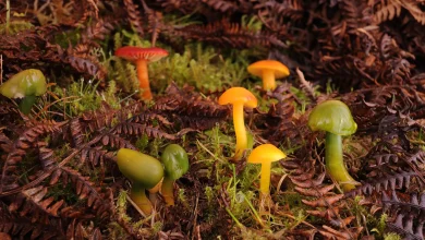 David Attenborough's Kingdom of Plants on Sky Mix: full details and when it's on