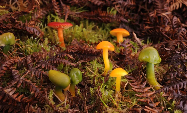 David Attenborough's Kingdom of Plants on Sky Mix: full details and when it's on