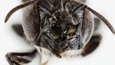 Demonic horns and a devilish name: New 'Lucifer' bee discovered in Australia