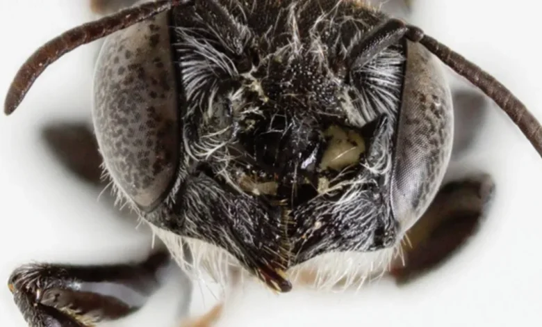Demonic horns and a devilish name: New 'Lucifer' bee discovered in Australia