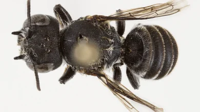 Devilishly distinctive new bee species discovered in Western Australia Goldfields