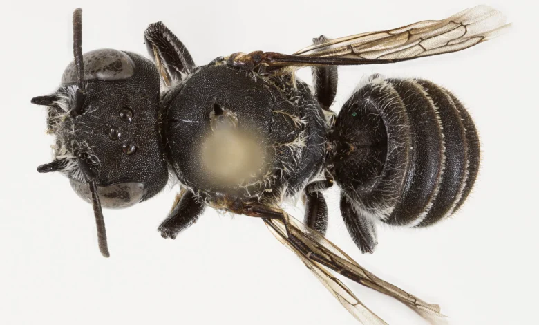 Devilishly distinctive new bee species discovered in Western Australia Goldfields