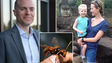 Director of elite private school, son stung to death by swarm of Asian giant hornets during zip-line vacation