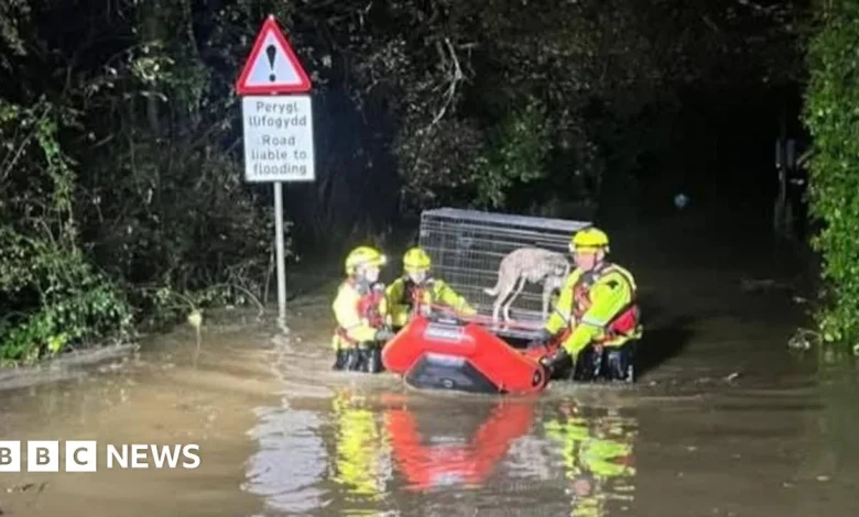 Dogs trapped as heavy rain floods Carmarthenshire rescue centre