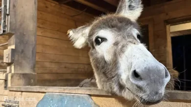 Donkey’s Journey to Atlantic Veterinary College Ends in Life-Saving Success
