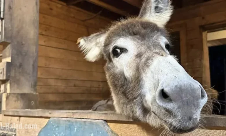 Donkey’s Journey to Atlantic Veterinary College Ends in Life-Saving Success