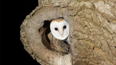 €3 million fund for biodiversity projects across country