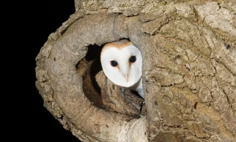 €3 million fund for biodiversity projects across country