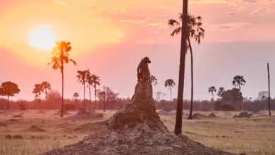 EU countries agree weakened 2040 climate goal and target for COP30