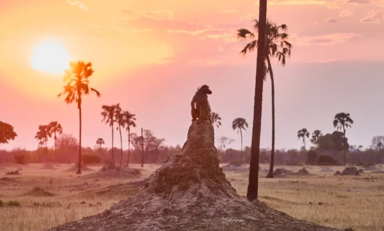 EU countries agree weakened 2040 climate goal and target for COP30