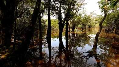 Ecuador's Constitution Protects Nature. Now That's at Risk