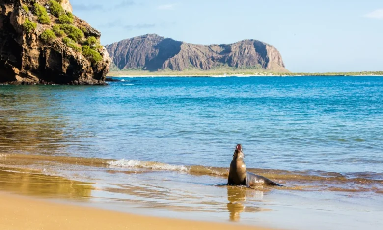 Ecuador’s High-Stakes Vote: Will the Galápagos Become a U.S. Navy Outpost?