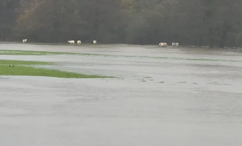 Emergency as sheep cut off by flood water in St Clears
