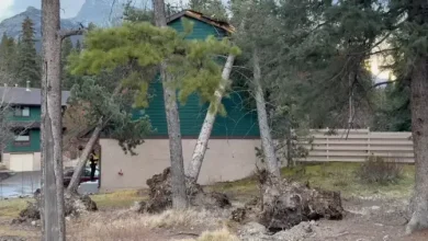 Environment Canada warns wind gusts in southern Alberta could top 115 km/h