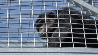 Escaped chimp back in enclosure; no injuries reported, Indianapolis Zoo confirms