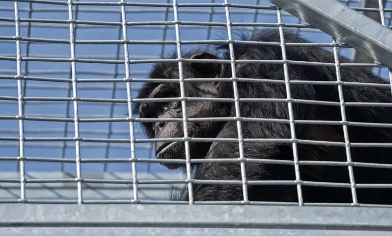 Escaped chimp back in enclosure; no injuries reported, Indianapolis Zoo confirms