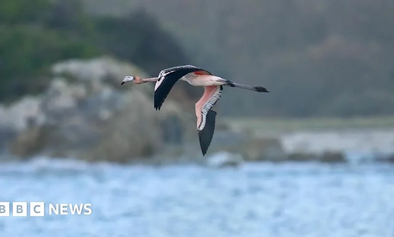 Escaped flamingo from Cornwall doing 'extremely well' in France