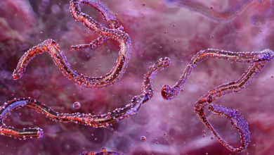 Ethiopia confirms first outbreak of Marburg virus