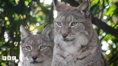 Eurasian lynx check out their new enclosure in Kent