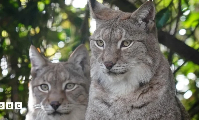 Eurasian lynx check out their new enclosure in Kent