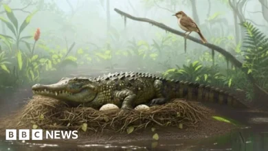Evidence of ancient tree-climbing 'drop crocs' found in Australia