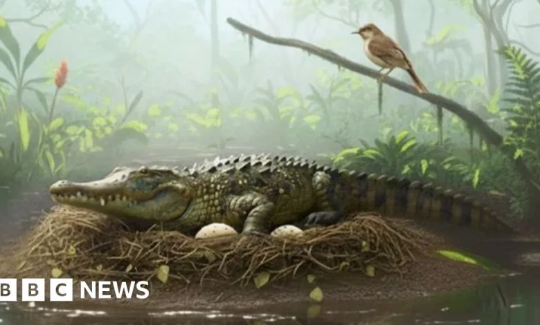 Evidence of ancient tree-climbing 'drop crocs' found in Australia