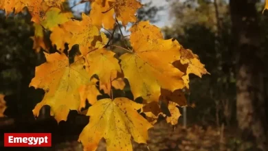 Expect Rainy Weather to Impact Chicagoland Trick-or-Treaters This Halloween