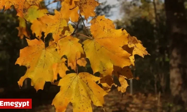 Expect Rainy Weather to Impact Chicagoland Trick-or-Treaters This Halloween