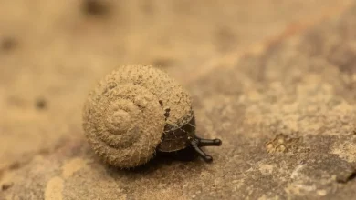 Experts are on a mission to save some weirdly hairy German snails - here's why