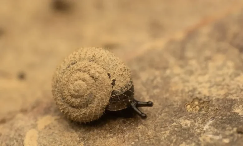 Experts are on a mission to save some weirdly hairy German snails - here's why