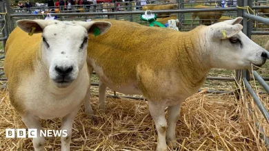 Farm vet services on Isle of Man to continue on 'interim' basis