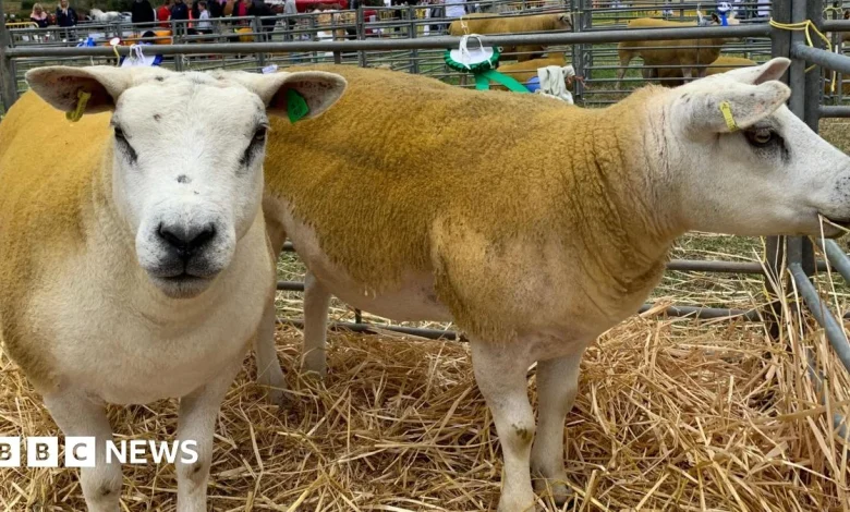 Farm vet services on Isle of Man to continue on 'interim' basis