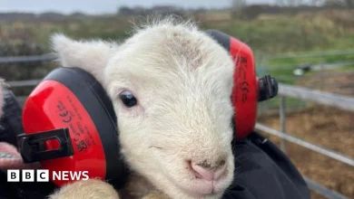 Farmer's plea after fireworks 'cause absolute chaos' among his sheep