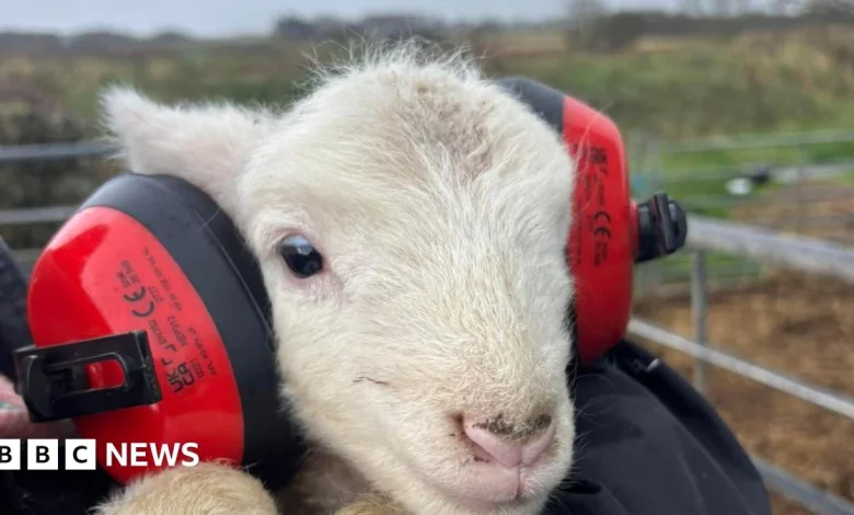 Farmer's plea after fireworks 'cause absolute chaos' among his sheep