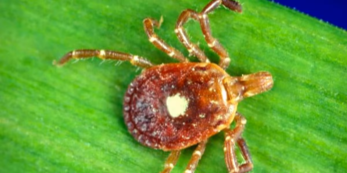 Father’s sudden death leads UVA researchers to chilling discovery about Alpha-Gal